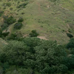 Populus trichocarpa, Alamos Cyn.
