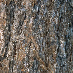 Pinus monophylla bark, Mesa Sprgs. Trail, LPNF