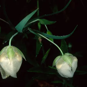 Calochortus albus, Refugio Pass