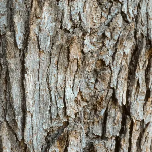 Quercus chrysolepis bark