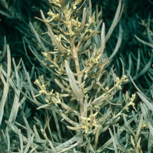 Artemesia californica var. insularis