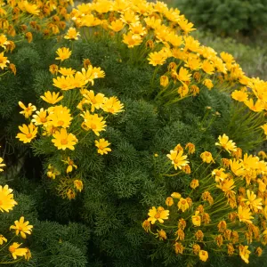 Coreopsis gigantea, San Nicolas Island