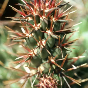 Opuntia prolifera, Cave Canyon. Santa Barbara Island