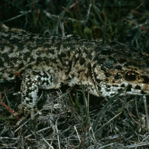 Night lizard, Bldg. 112, San Nicolas Island