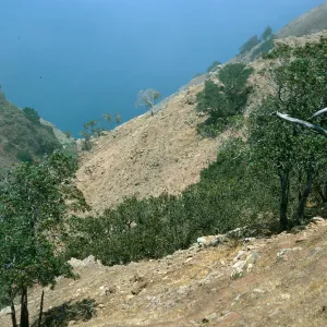 NE side, relict community, highest ridge on island overgrazed by goats, S. Clemente i.