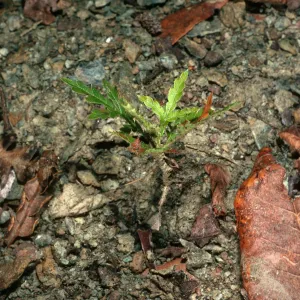 Lyonothamus seedling, N slope in Christy pines, between Stanton & Gherini ranches, S. Cruz I.