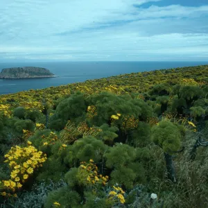 Coreopsis, Cuyler Harbor & Prince Island, San Miguel Island