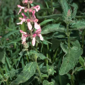 Stachys bullata, Santa Cruz Island