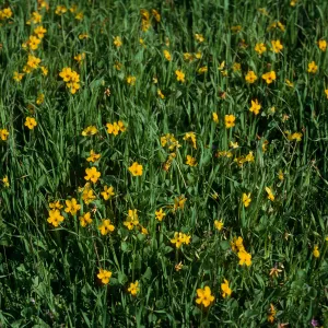 Viola pedunculata, Navy road at Mt. Pleasant, Santa Cruz Island