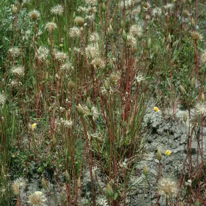 Microseris heterocarpa, E end of Fraser Pt. road