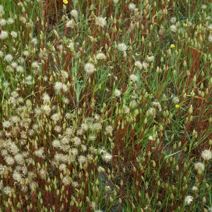 Microseris heterocarpa, E end of Fraser Pt. road