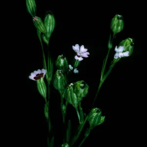 Silene antirrhina, mouth of Willows Cyn. Santa Cruz Island