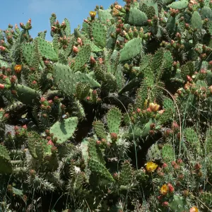 Opuntia littoralis, ridge above E. fork Canada Larga
