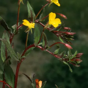 Camissonia ignota, Coches Rd., s. Cruz I.