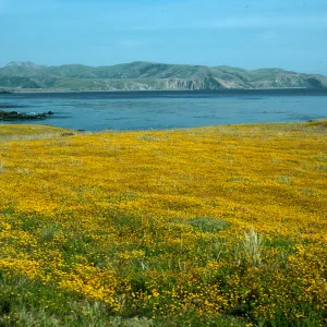 Lasthenia, Fraser Point
