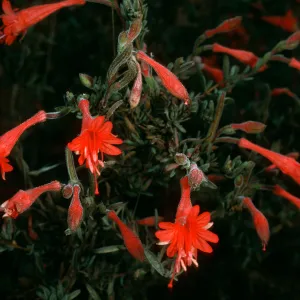 Epilobium canum, Santa Cruz Island