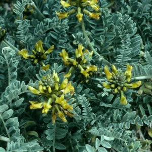 Astragalus nevinii, San Clemente Island