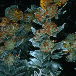 Lotus argophyllus adsurgens, Sibara ridge, San Clemente Island