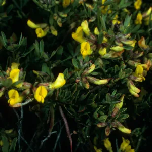 Lotus dendroideus traskiae, San Clemente Island