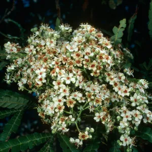 Lyonothamnus, Santa Cruz Island