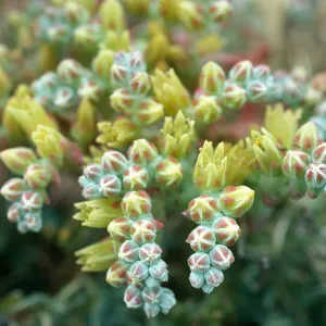 Dudleya greenei, Hoffmann Pt., San Miguel Island