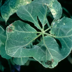 Lavatera lindsayi, damaged by lace bugs, SBBG