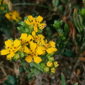 Hemizonia fasciculata, Santa Cruz Island