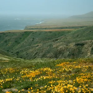 Layia, road to Fraser Point, Santa Cruz Island