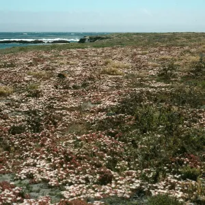 Mesembryanthemum crystallinum, Forneys Cove, S Cruz I
