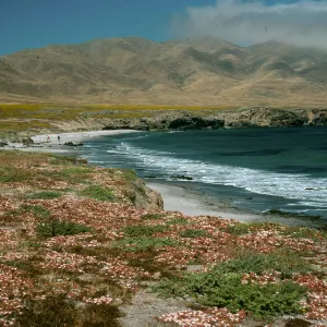 Mesembryanthemum crystallinum, Forneys Cove, S Cruz I.
