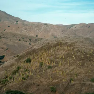 Verbascum on hillside, North of Valley Road. just East of Centinella, Santa Cruz Island