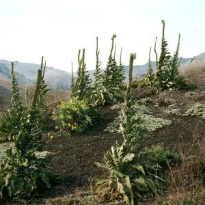Verbascum on hillside, North of Valley Road. just East of Centinella, Santa Cruz Island