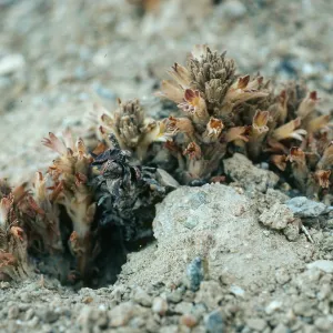 Orobanche parishii brachyloba, Christy Beach, Santa Cruz Island