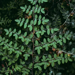 Pellaea mucronata, East Jesusita Trail