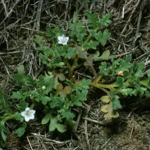 Nemophila pedunculata, Northwest of airfield, San Nicolas Island