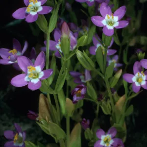 Centaurium venustum, base of NAVFAC Grade, SN-1237, San Nicolas Island