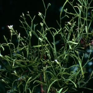 Sibara filifolia, SBBG
