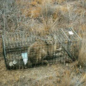 Trapped feral cat, San Clemente Island