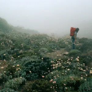 Ralph with Eriogonum molle, mine ruins, Canon de la Mina, Cedros Island
