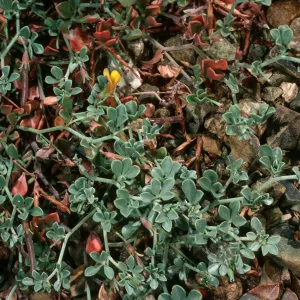 Lotus cedrosensis, Gran Canon, Cedros Island