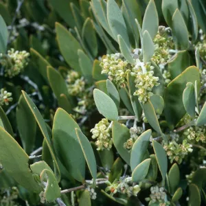 Simmondsia chinensis, Canon de la Mina, Cedros Island