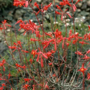 Xylonagra, Cedros Island