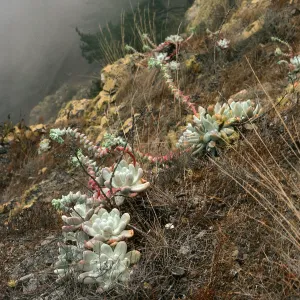 Dudleya pachyphytum, West of head of Canada de la Mina, Cedros Island