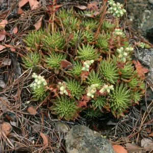 Dudleya acuminata, West of head of Canada de la Mina, Cedros Island