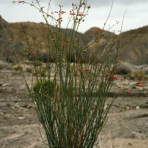 Galvezia juncea, Gran Canon, Cedros Island