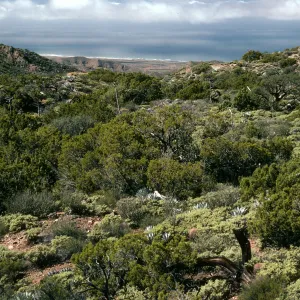 Cedros Island
