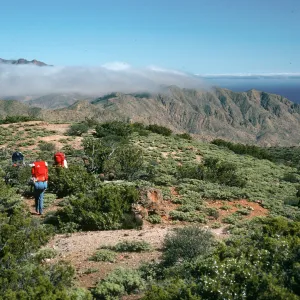 Cedros Island