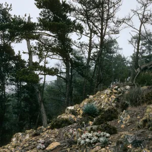 Cedros Island, Dudleya pachyphytum