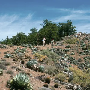 Cedros Island, ridgetop, head of Canada de la Mina