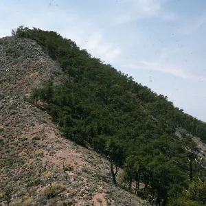 Cedros Island, pines on ridgetop, head of Canada de la Mina